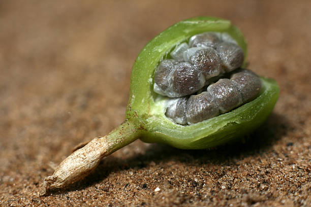 cardamom