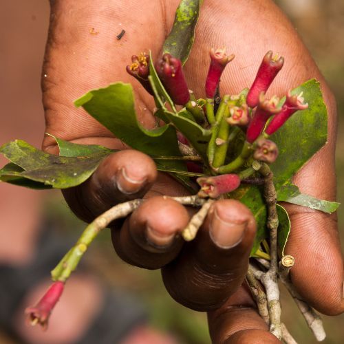 cloves